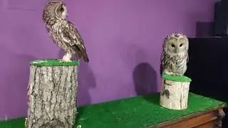 У совы Зюзи появился сосед...