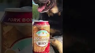 Drink beer with your dog. Busch has a Bone Brew for your furry friend #shorts