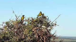 Boekmakeries singing