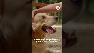 ROYAL CANIN® - Conheça mais sobre o Golden Retriever