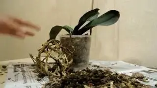 Пересадка орхидеи Моя залитая водой орхидея Transplanting orchids