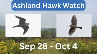 Ashland Hawk Watch Update Week 5: Highlights and Raptor Identification Practice (Sep 28 - Oct 4)