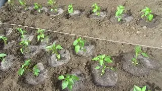 ВЫСАЖИВАЮ БОЛГАРСКИЙ ПЕРЕЦ.