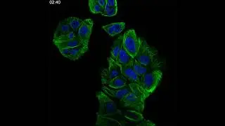Multi-photon time lapse of human epithelial cells