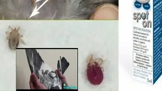 Treatment for pigeons (canker , cocci , worms and external parasites lice and mites)