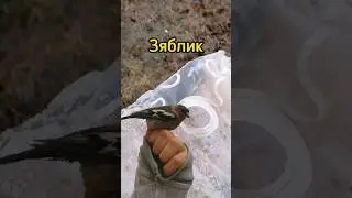 ну хоть в этот раз не синичка #рекомендации #природа #животные #птица #синица #зяблик #рогатка