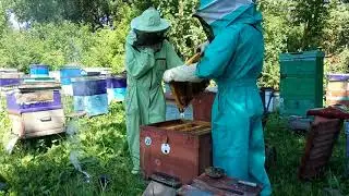 Осмотр пчелиной семьи | Inspection of a bee family