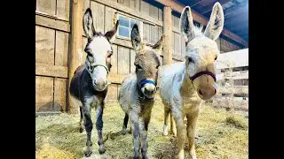 A New Friend for Ethel & Winter Ranch Hand Reveal!