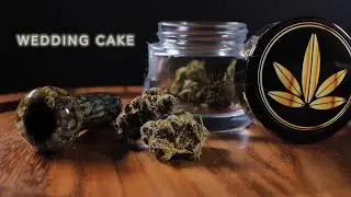 Wedding Cake | Strain Review | Nightly Bud