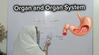 Levels of Organization Part 2 | Chapter one | Class 9th Biology
