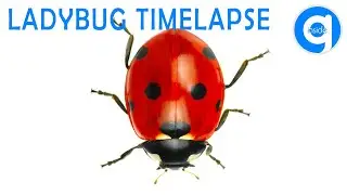 Ladybug Timelapse #timelapse #ladybug #insects