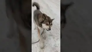 беляшик