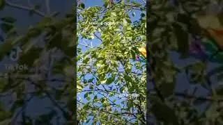поп ит минус поп ит) 🤪