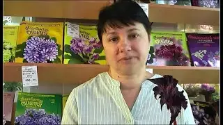 ДФ.Секреты выращивания бегоний. С.Гордиенко
