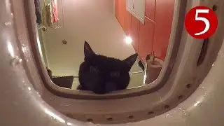 Котоблог (Выпуск # 5)