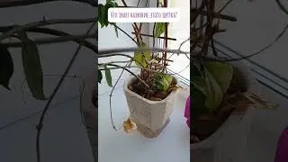 Такой себе цветовод