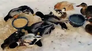 A test video of Adobe Clip