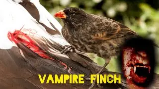 VAMPIRE FINCHES..