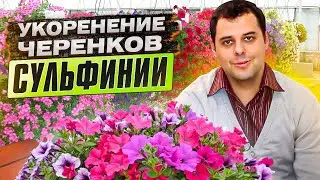 Выращиваем цветы. Как экономить на посадочном материале? Укоренение черенков сульфинии.