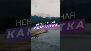 Медведь на Камчатке. Нерест лосося норка