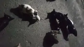 KAWAWANG MGA PUSA/STRAY CATS FEEDING /ABANDONED CATS / HUNGRY CATS