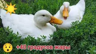 Когда +40 градусов жары