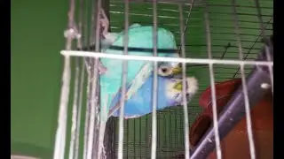 Budgies Birds: Two New Birds Meet to Each Other