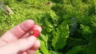 Сахалинское болото. Морошка