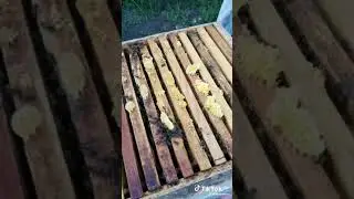 ХИТРОСТЬ ПРИ МЁДОСБОРЕ
