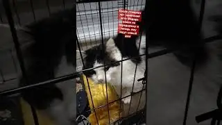 Кот Федор может обрести новый дом #кот #бездомныеживотные #котик