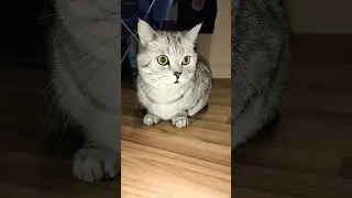 Сплошное электричество #юмор #приколы #смешнойкот #cat #смешныекоты #shorts