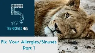 Focused Five: Allergies (Part 1)