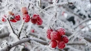 Four Season Gardening
