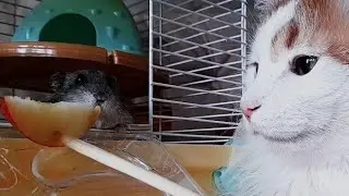 Cat Luchik feeds the hamster Bead with an apple