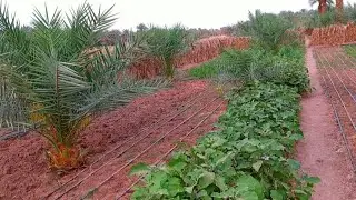 🌱 نجاح تجربتي في إبادة حشرة المن باستخدام الخل وصابون الأواني
