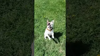 Моя красавица Тэя. Умная бульдожка. #frenchbulldog #trainingdog #funnydogs #cute #dog