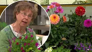 Hortonomen svarar: Därför passar dahlian perfekt som present | Nyhetsmorgon | TV4 & TV4 Play