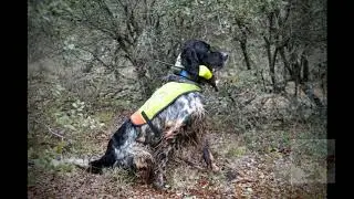 CAMADA K OLAF REINA DEL PIRINEO & DORA DE LA ARMIÑÉN III