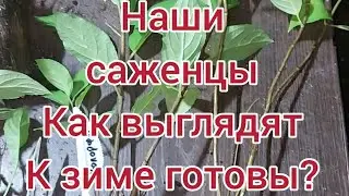 Саженцы. Как перезимуют? Какой возраст? Цены? Все показываю в видео