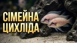 Принцесса Бурунди, Neolamprologus brichardi