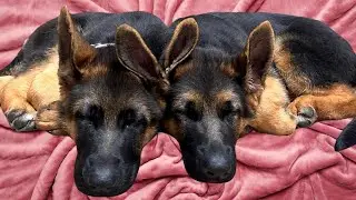 6 Hours Dog Sleep & Relaxation Music 🐶🎵 Calming Melodies for Anxious Dogs 🐶🎵 Soothing Sounds