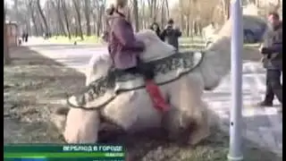 Раскрыта тайна верблюда на улицах Краснодара