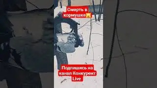 Смерть в кормушке! жуть.