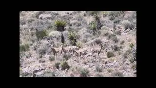 Bighorn sheep on the Cave Trail