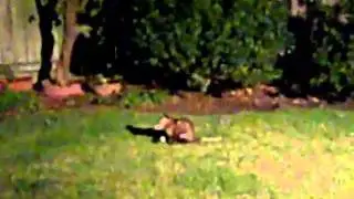 Possum Eating an Avocado