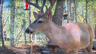 Nature Sounds • Forest Sounds • Wild Animals