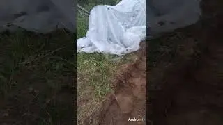 SOS: Луковицы тюльпанов сгнили в земле при доращивание. Необходимо Ваше мнение.