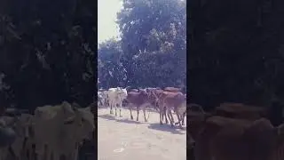 Balchhat gav sala cows video, gir gai ,#cow #cows #viral Real #sort video #barabanki #gai