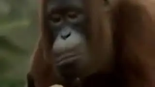 🐒 танцует под непохожие))