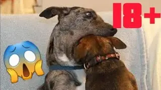 Dieses Video schockiert alle
